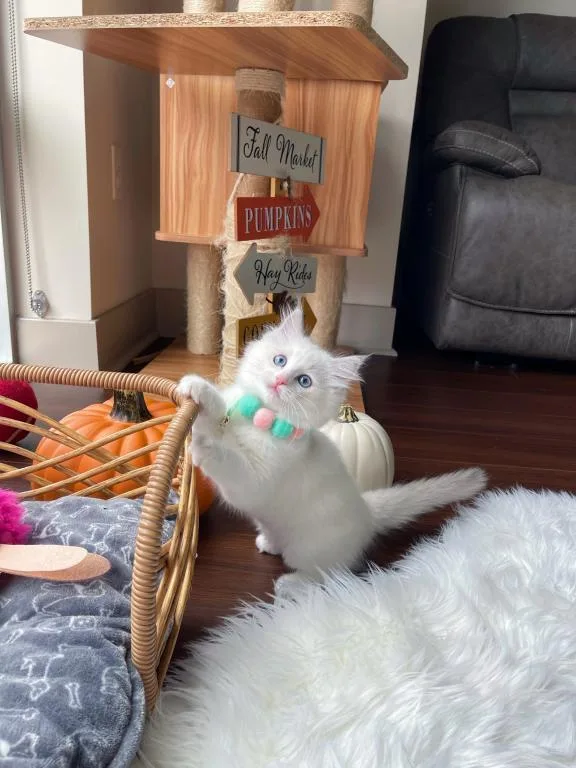 Super sweet Ragdoll kittens