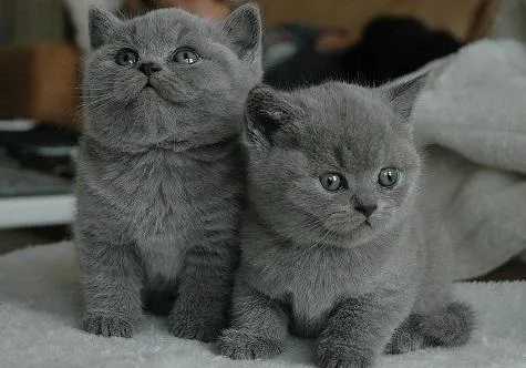 HTRUKL BGRTY    British Short-hair kittens
