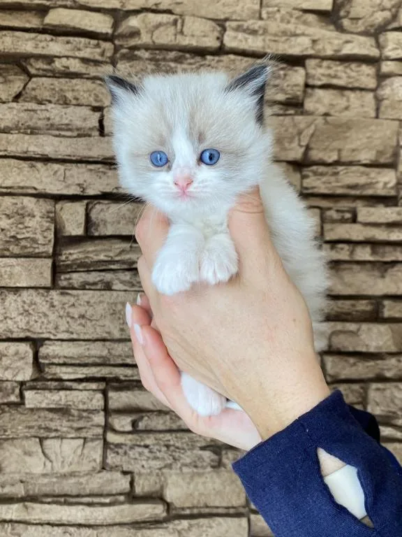 MalesFemales Ragdoll kittens