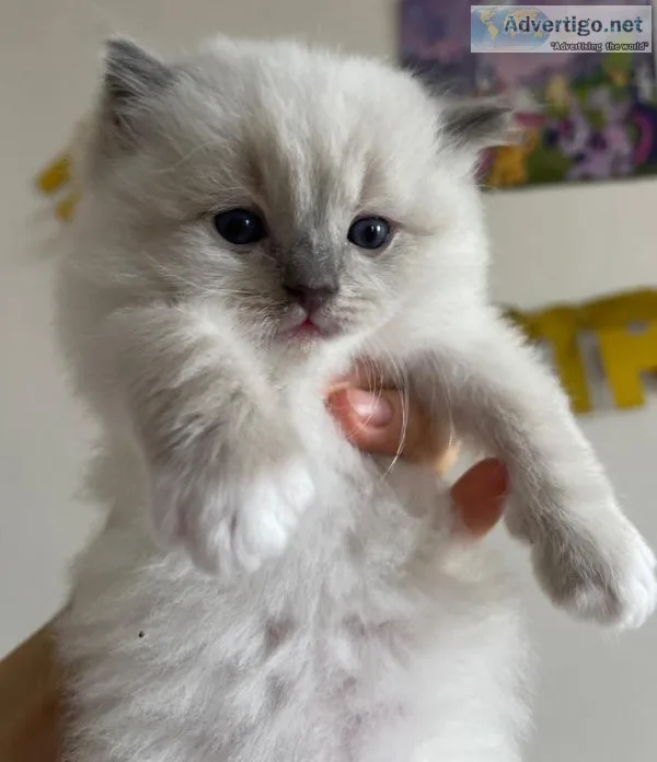 Gorgeous Ragdoll kittens to good homes