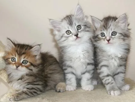 GFJTYD FGRTY Siberian kittens