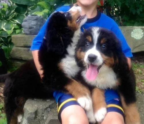 DHTRH TYHRE Bernese Mountain Dog puppies