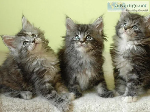 DGDGT TUTFJI Maine coon kittens