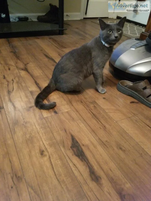 Friendly gentle female cat