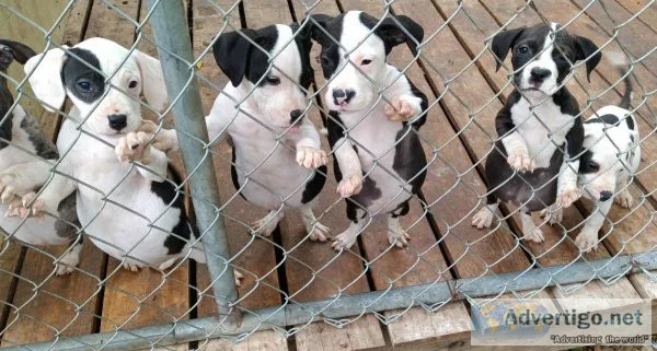 4 girl pits for rehome90 no shots