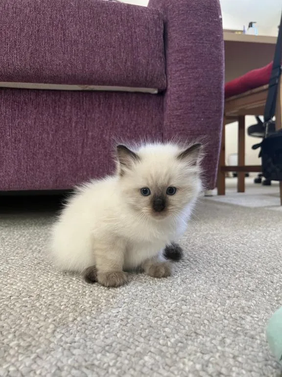 Ragdoll kittens to positive homes