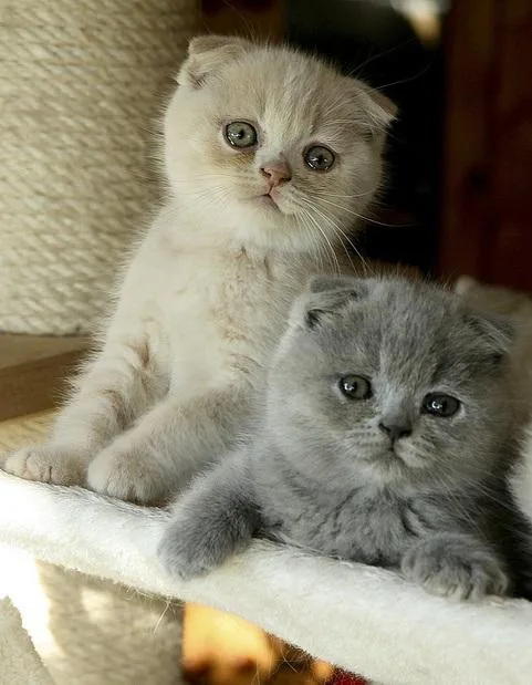 THTJHT RHTH Scottish Fold Kittens