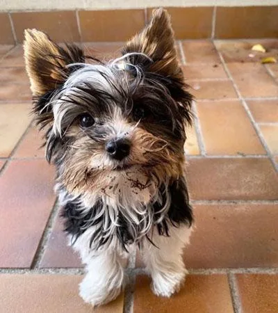 AKC Maltese Puppies