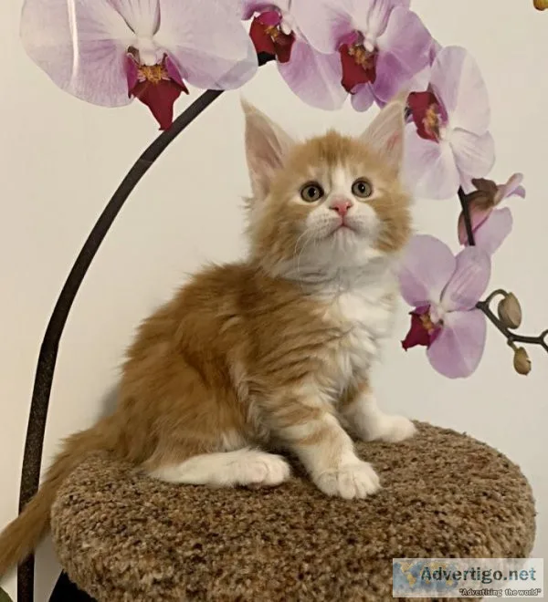 Maine coon kittens to good homes.
