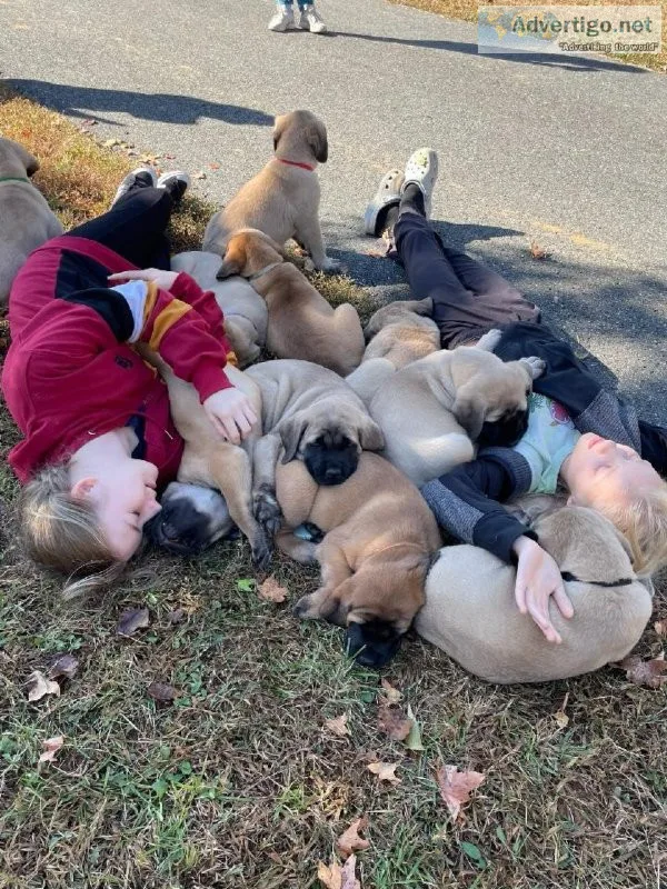 Mastiff Puppies in Virginia