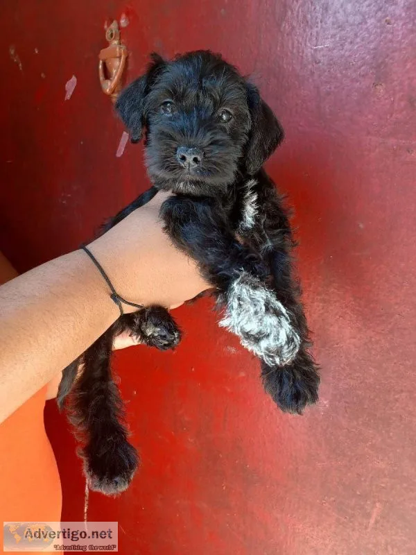Mini Schnauzer