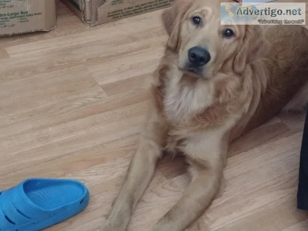 Golden retriever puppies coming soon
