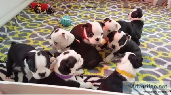 TFHTRH HGJYJY Boston Terrier puppies