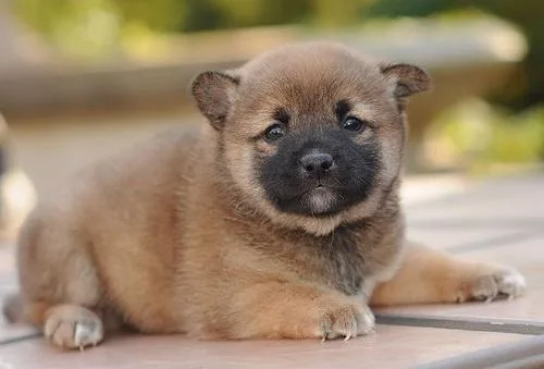 TRYTR BJJJJJJK Shiba Inu puppies