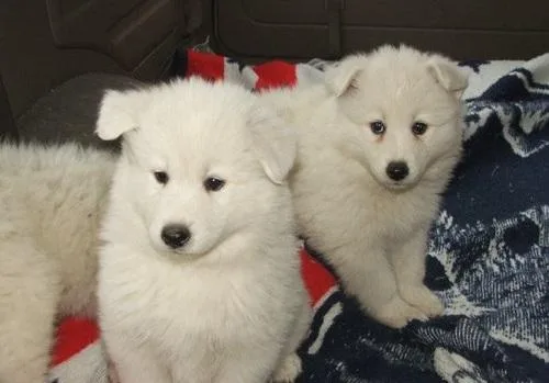 FTYTRJ TYEJTYJ Samoyed puppies