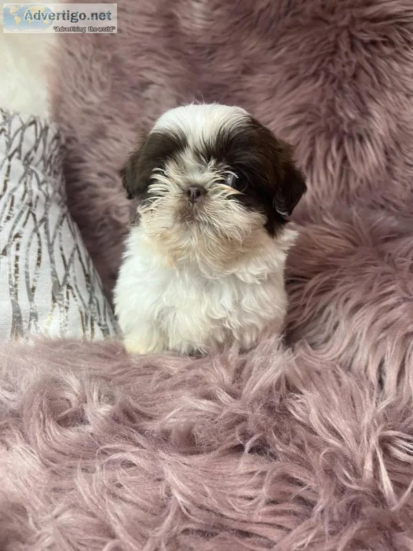 Females Shih tu puppies