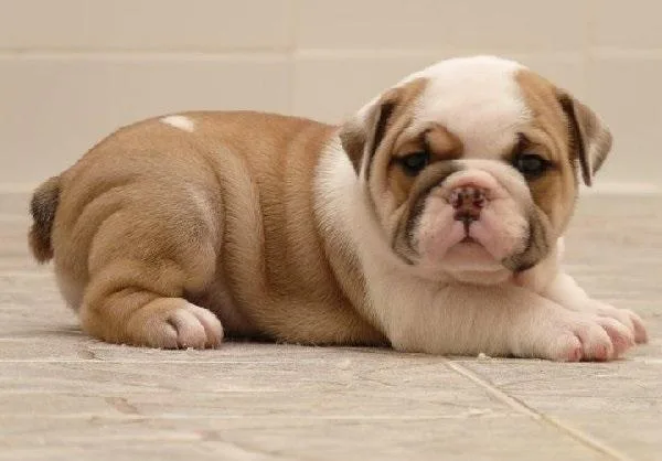 DHRTYR FRTYHJ English bulldog puppies
