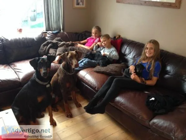 RYRHY JHKKK Doberman Pinscher puppies
