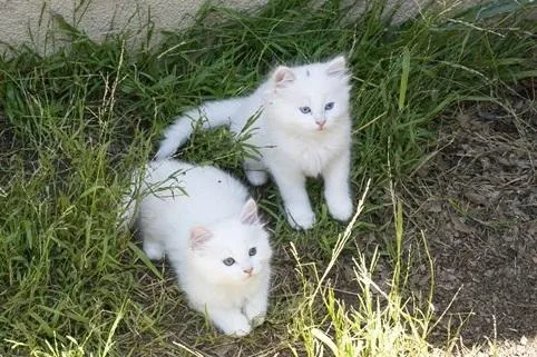Turkish angora