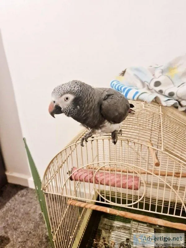 African Grey Parrot Brilliant Talker
