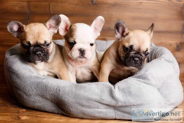 FRENCH BULLDOG PUPPIES AVAILABLE