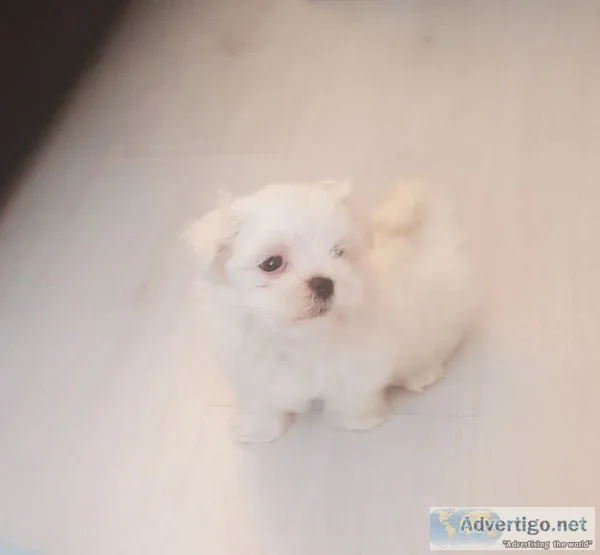 Maltese puppies present
