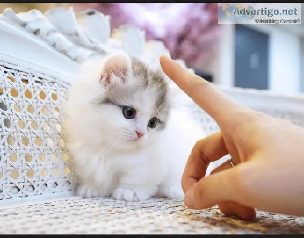Munchkin kittens