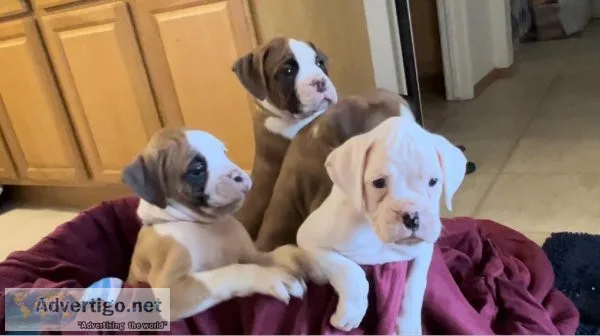 Purebred Boxer Puppies