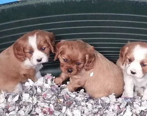 FGHRTE DWQAS Cavalier King Charles Spaniel puppies