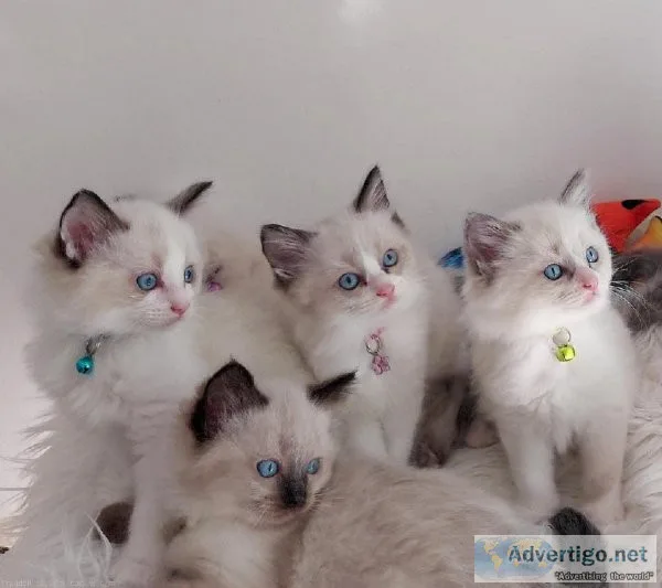 Beautiful Ragdoll Kittens Ready