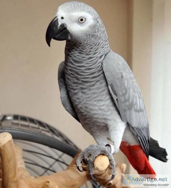 Hand Reared African Grey Parrot