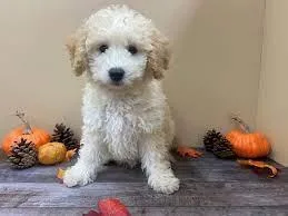 Bichon Frise x Toy Poodle Available Now