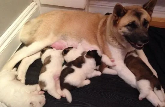 DFGDWS HJIYH Akita puppies