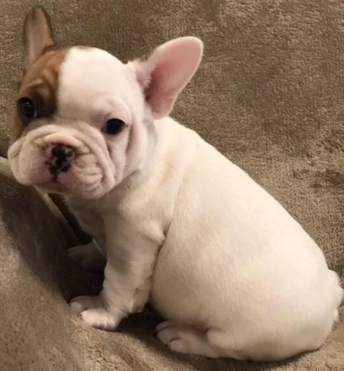 Asefsefs French bulldog puppies