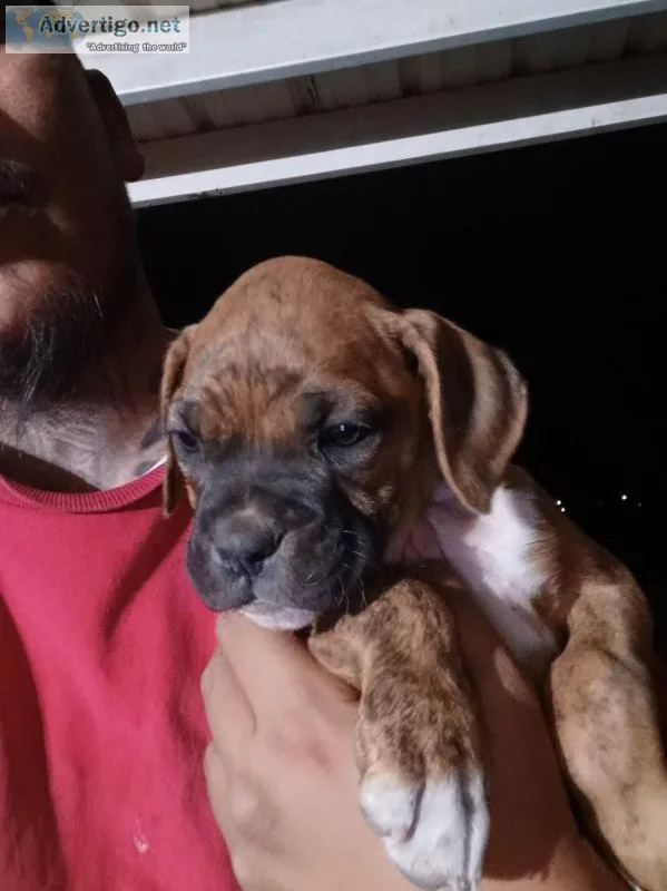 Boxer puppies