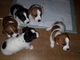 CDEWS CXSAW Jack Russell Terrier puppies