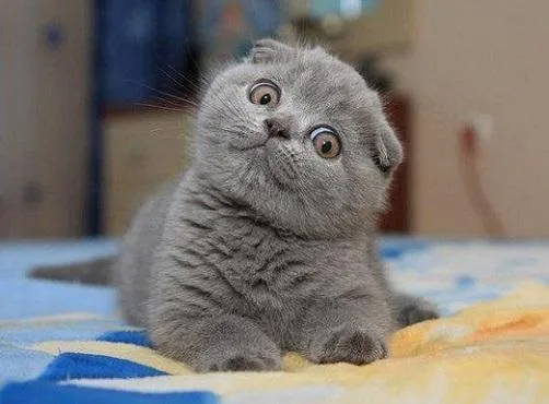 JHGTYU FREWQS Scottish Fold Kittens