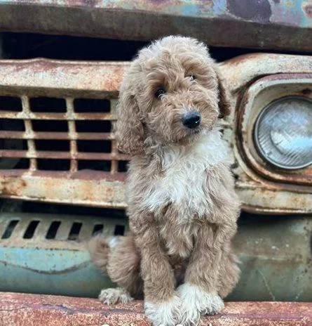 HGTRFE HYUJIO Labradoodle puppies