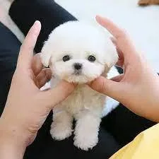 Purebred Bichon Puppies Ready Now