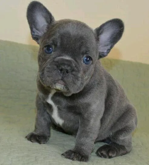 REHRTT FYREY French Bulldog puppies