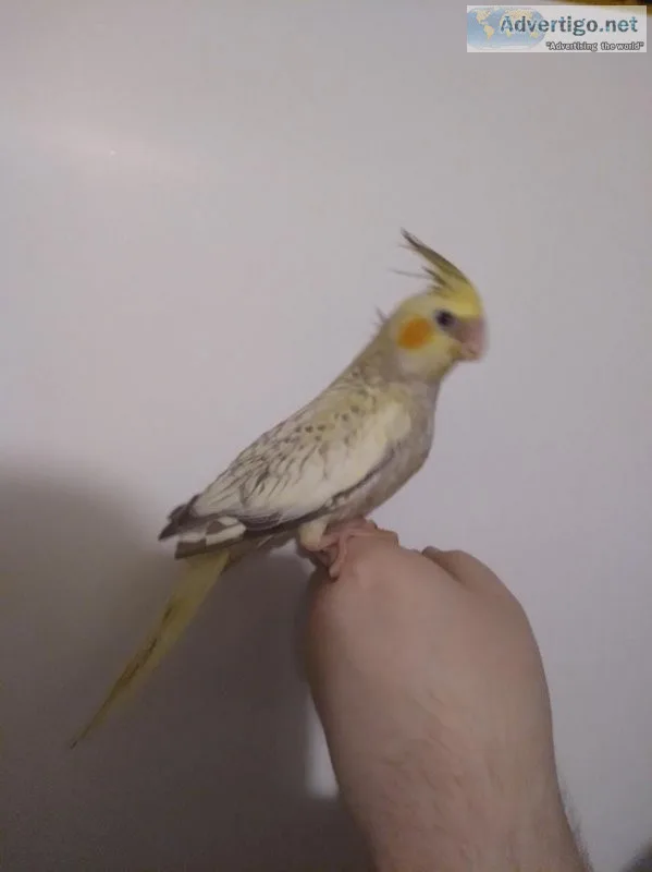 Cockatiels