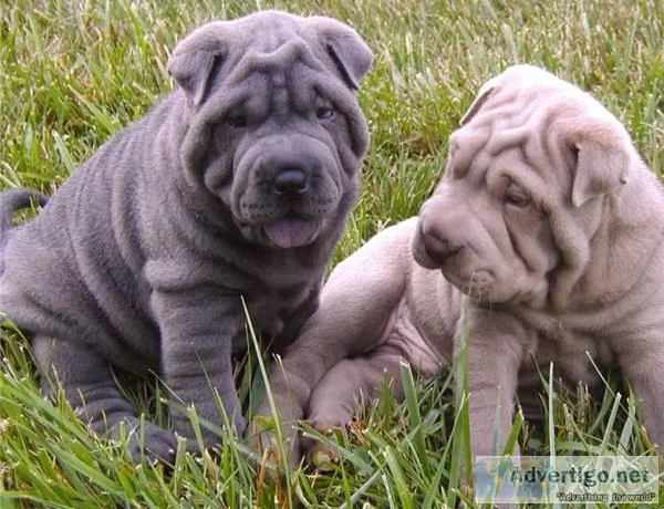 RTYRE HGJKFU Chinese Shar-Pei puppies