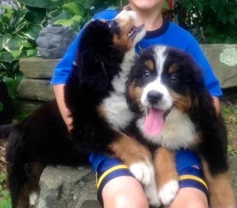 YTUAW BFGRTY Bernese Mountain Dog puppies