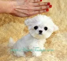 Toy ( small) size Maltese Poodle Puppy Hypoallergenic Maltipoo