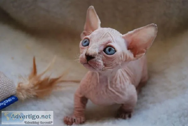 sphynx kittens