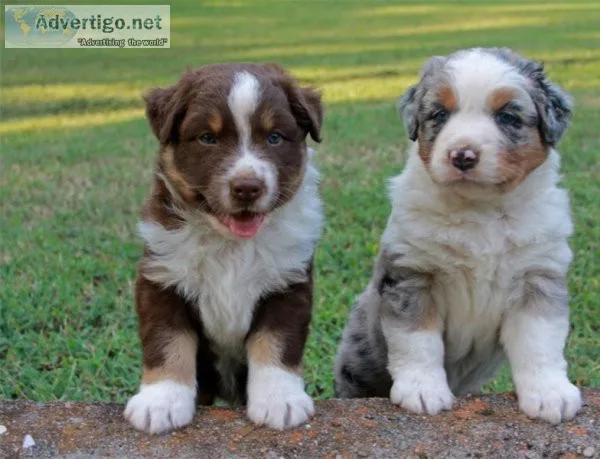 FDHRT GFDERW Australian Shepherd puppies