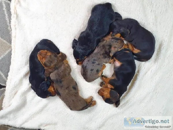 min dachshund puppies