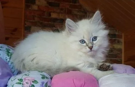 siberian kittens