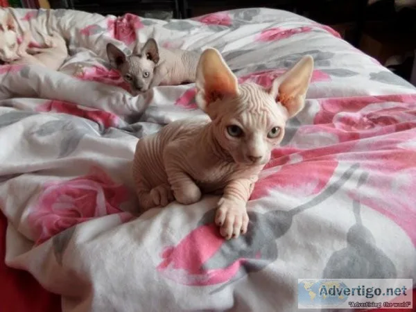 OLKJKO KJIYTG Sphynx kittens