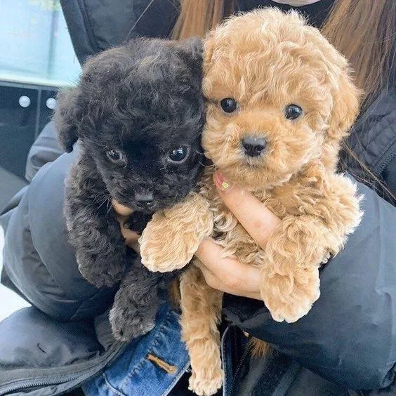 Toy Poodle Puppies Available